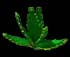 aloevera
