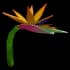 birdsofparadise
