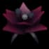 blackbatflower