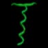 coilvine