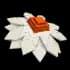 coneflower