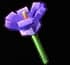 crocus