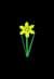 daffodil