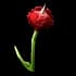 hornedrose