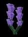 lavender