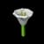 moonflower