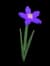 nightshade