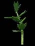parsley