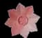 pinklily