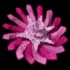 pinksidedandelion