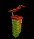pitcherplant