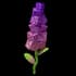 sugarsnapdragon