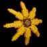 sunflower2
