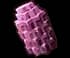 violetcorn
