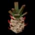 wildpineapple